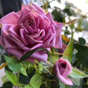 Meet your Posher, Caroline